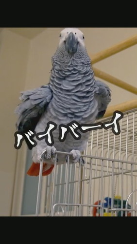 おしゃべりするヨウム