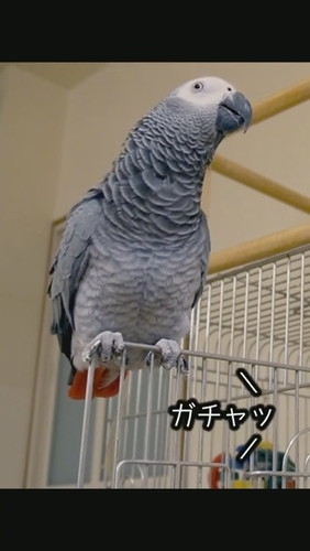 おしゃべりするヨウム