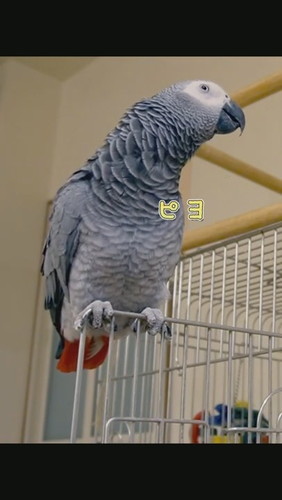 おしゃべりするヨウム