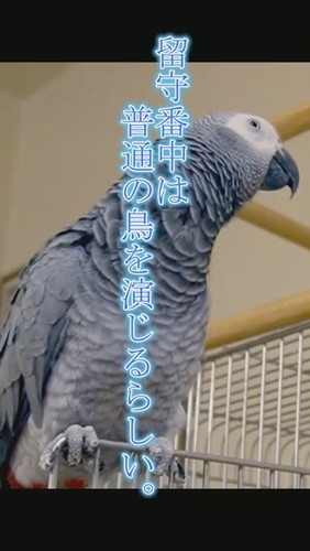 おしゃべりするヨウム