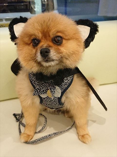 コスプレわんこ