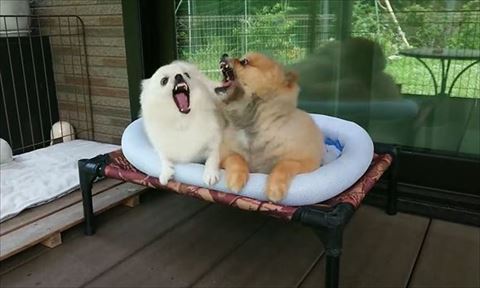 ベッドで口をあける犬たち