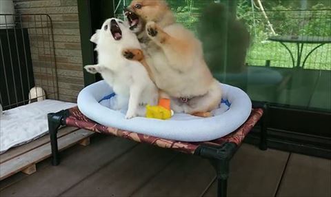 ベッドで前足あげてる犬