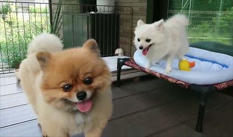 カメラ目線かわいいポメラニアン