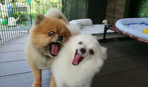 威嚇するふたりアップ