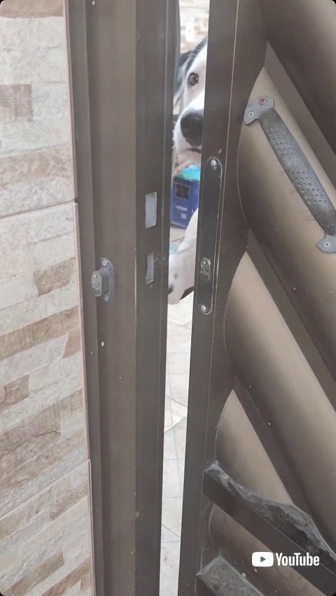 ドアを開ける犬