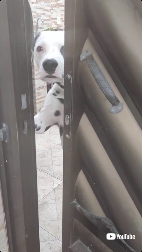 ドアから顔をのぞかせる犬