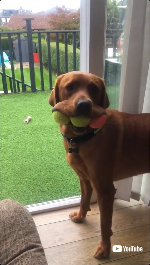 テニスボールをアピールするワンコ