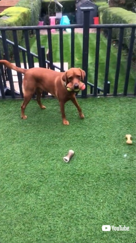 テニスボールを再度披露するワンコ