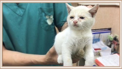 保護した子猫を受け入れた先住猫