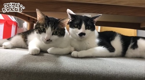 保護した子猫を受け入れた先住猫