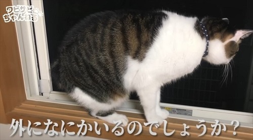 保護した子猫を受け入れた先住猫