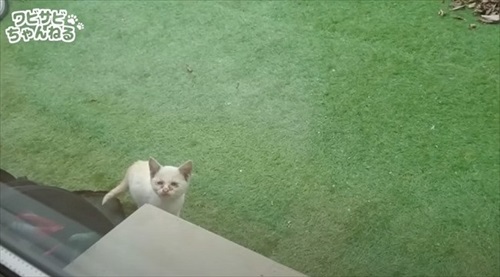 保護した子猫を受け入れた先住猫