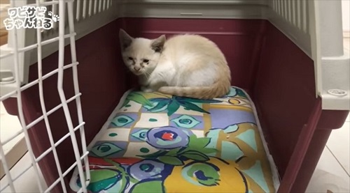 保護した子猫を受け入れた先住猫