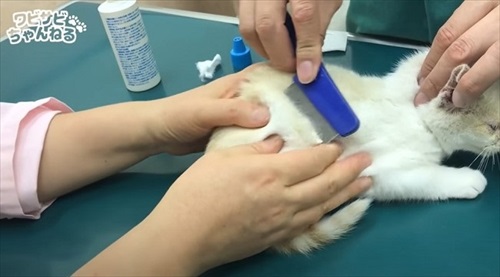 保護した子猫を受け入れた先住猫