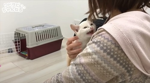 保護した子猫を受け入れた先住猫