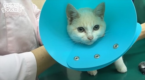 保護した子猫を受け入れた先住猫