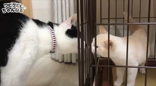 保護した子猫を受け入れた先住猫
