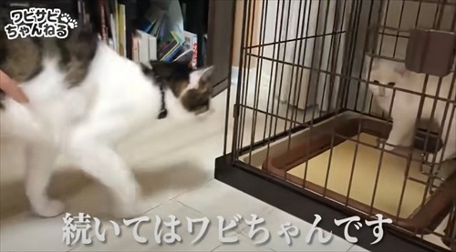 保護した子猫を受け入れた先住猫