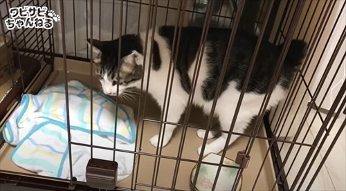 保護した子猫を受け入れた先住猫