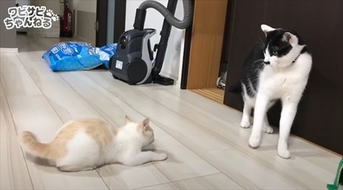 保護した子猫を受け入れた先住猫