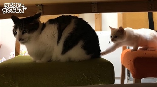 保護した子猫を受け入れた先住猫