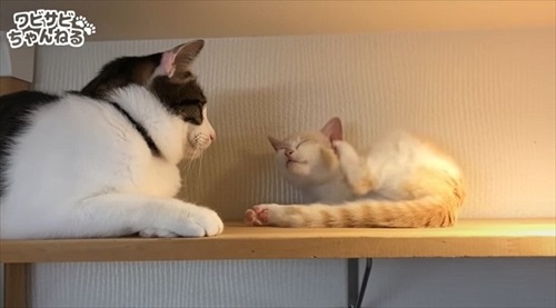 保護した子猫を受け入れた先住猫