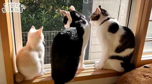 保護した子猫を受け入れた先住猫