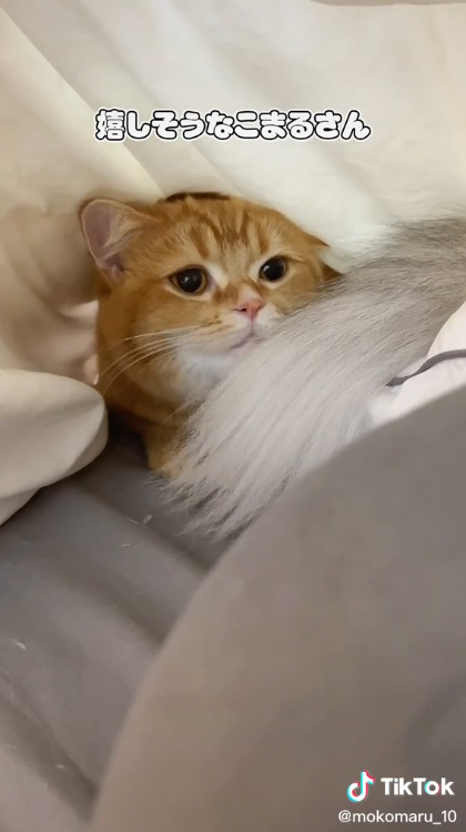 うれしそうなこまるさん