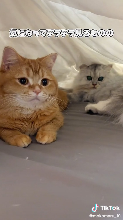 チラ見する前のこまるさん