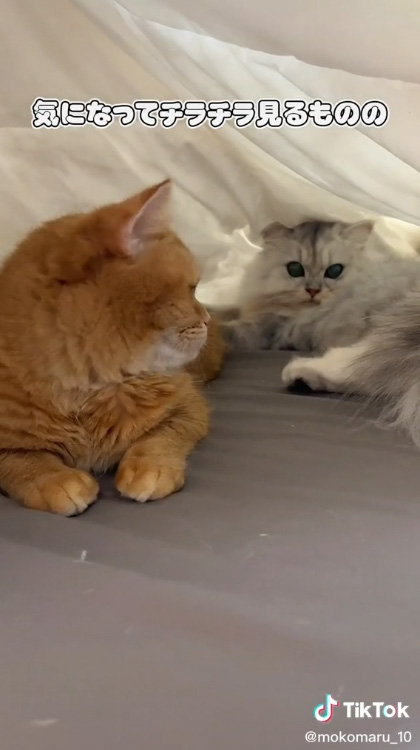 チラ見するこまるさん