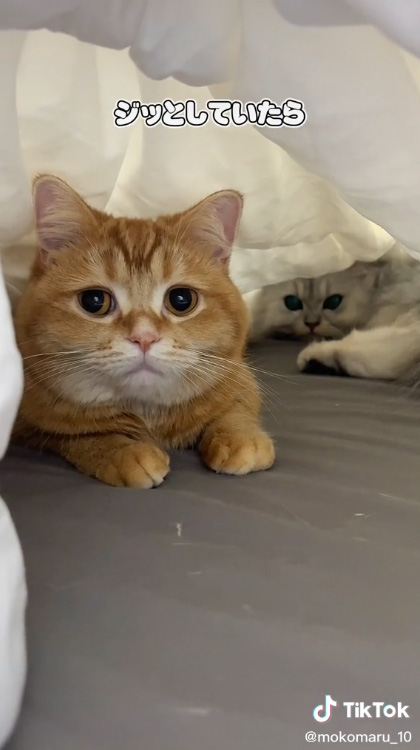 じっとしていたら