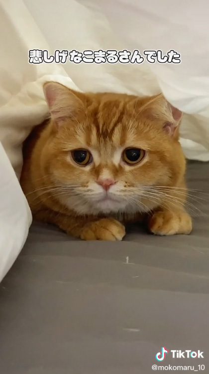 悲し気なこまるくん