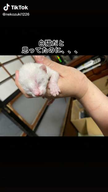 白猫の子猫