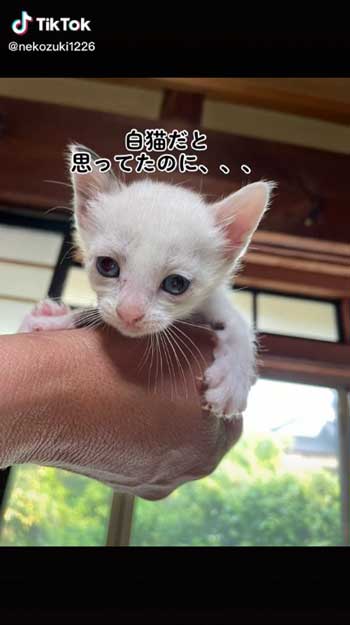 白猫の子猫