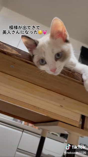 白猫の子猫ビフォーアフター