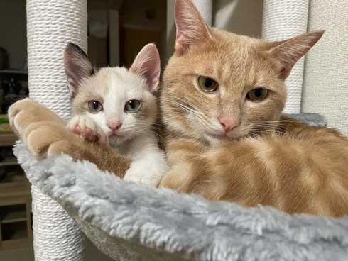 子猫と先住猫