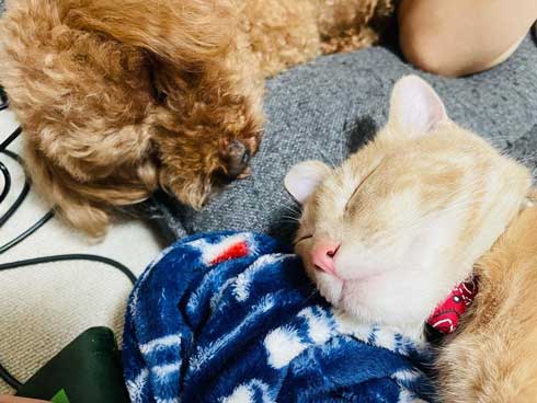 先住犬と先住猫