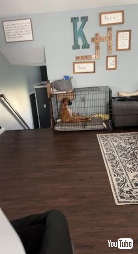 「Boxer Pouts in His Kennel || ViralHog」