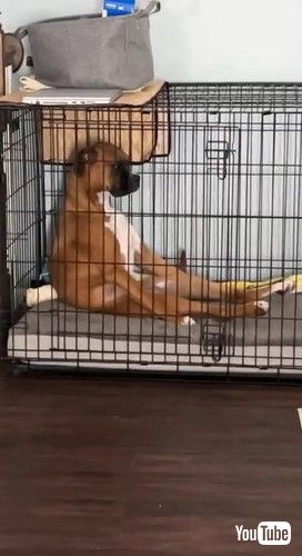 「Boxer Pouts in His Kennel || ViralHog」