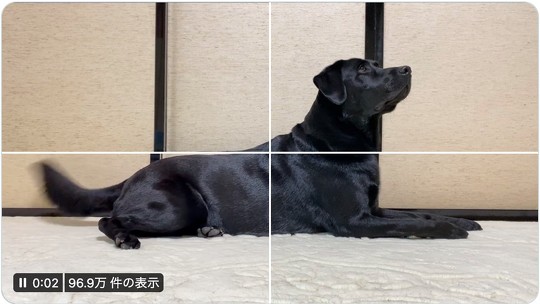 1つのツイートに写真や動画を4つまで混在して投稿できるTwitterの新機能を使い、しっぽを振った愛犬の魅力を伝えた投稿