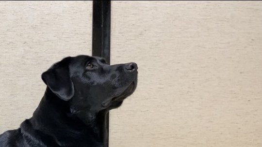 1つのツイートに写真や動画を4つまで混在して投稿できるTwitterの新機能を使い、しっぽを振った愛犬の魅力を伝えた投稿