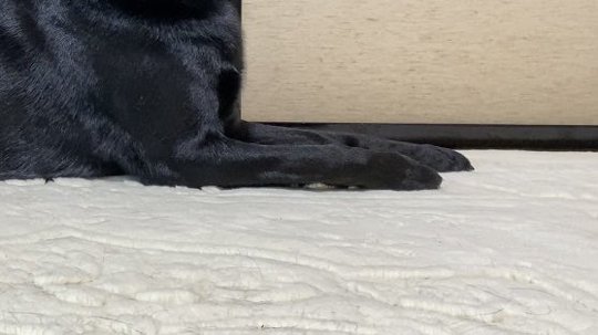 1つのツイートに写真や動画を4つまで混在して投稿できるTwitterの新機能を使い、しっぽを振った愛犬の魅力を伝えた投稿