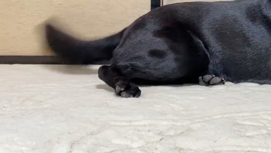 1つのツイートに写真や動画を4つまで混在して投稿できるTwitterの新機能を使い、しっぽを振った愛犬の魅力を伝えた投稿