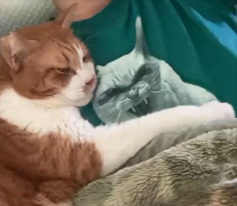 猫画像トリミング