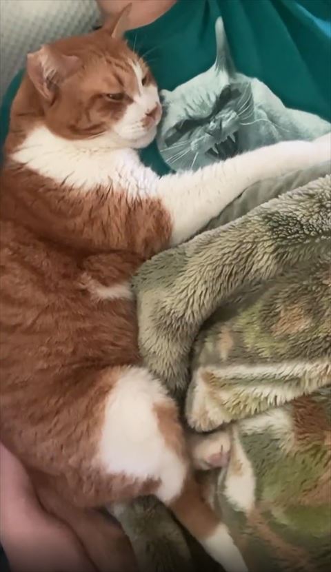 抱きつくニャンコのアップ画像