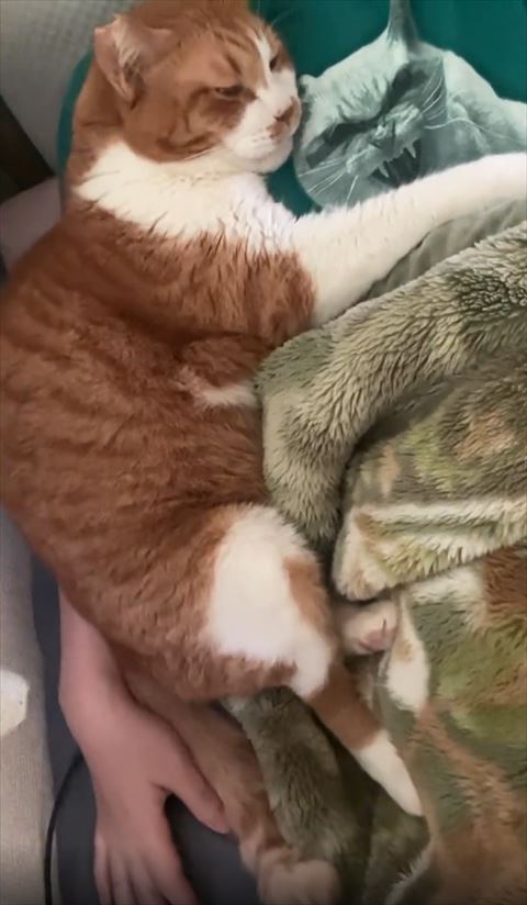 飼い主さんの手のひらうつってる画像