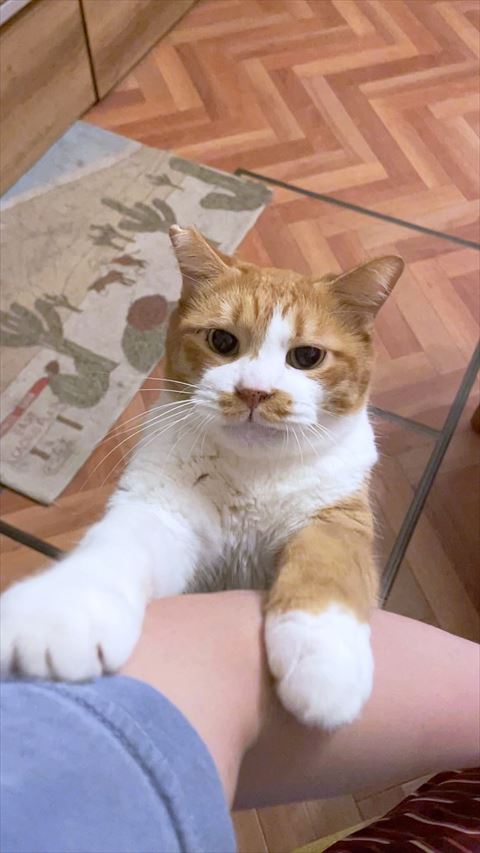 前足のばす猫ちゃん