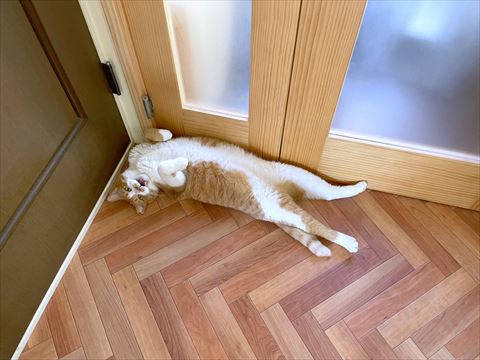 ドアの前で寝転ぶ猫