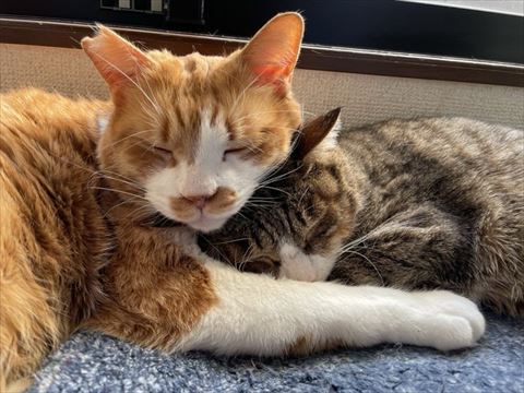 茶白ちゃんとサバ白ちゃん